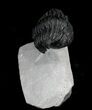 Partially Enrolled Phacops Trilobite On Limestone Pedastal #23954-4